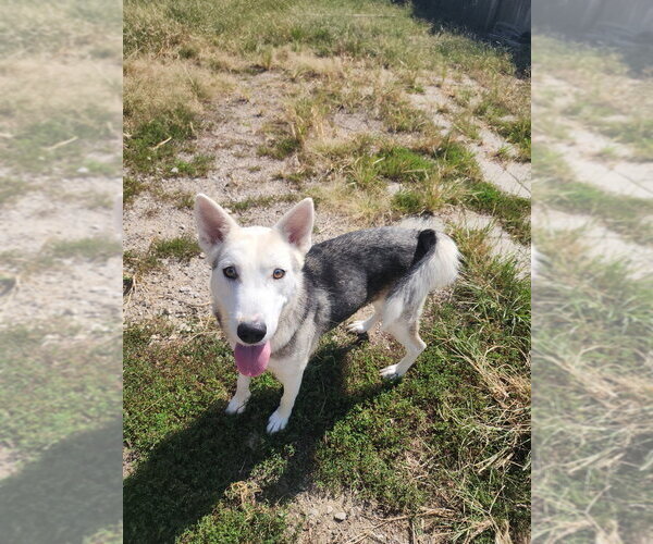 Medium Photo #7 Siberian Husky-Unknown Mix Puppy For Sale in Evansville, IN, USA
