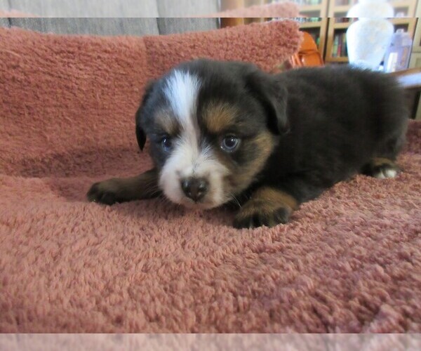 Medium Photo #1 Australian Shepherd Puppy For Sale in AUBURN, IN, USA