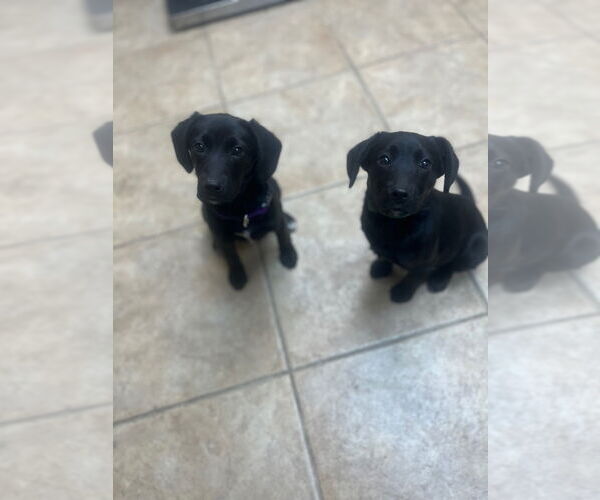 Medium Photo #3 Labbe Puppy For Sale in Claremore, OK, USA
