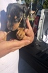 Small Photo #6 Doberman Pinscher Puppy For Sale in SUISUN CITY, CA, USA