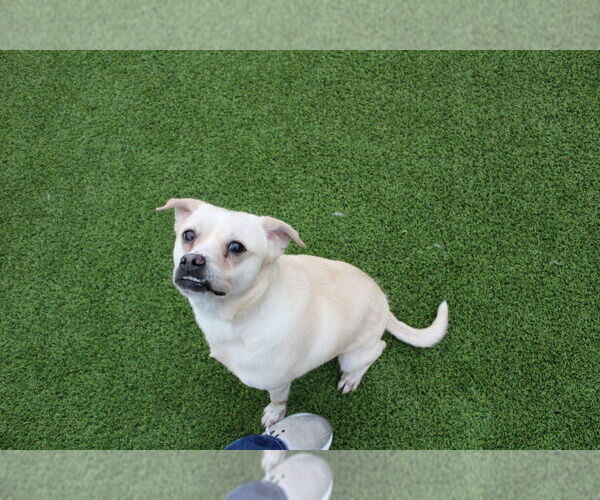 Medium Photo #8 Labrador Retriever-Pug Mix Puppy For Sale in Chestertown, MD, USA