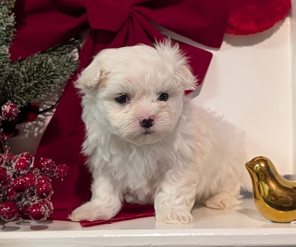 Medium Photo #4 Maltese Puppy For Sale in GOSHEN, IN, USA