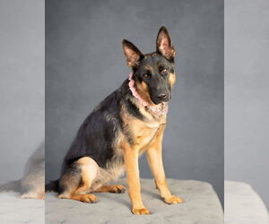 German Shepherd Dog Dogs for adoption in Fort Lauderdale, FL, USA