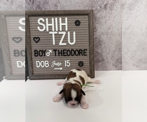 Medium Shih Tzu