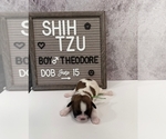 Puppy 3 Shih Tzu