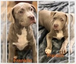 Puppy Franklin American Bully