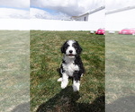 Puppy Black Miniature Bernedoodle