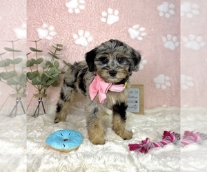 Bernedoodle (Miniature) Puppy for sale in NOBLESVILLE, IN, USA