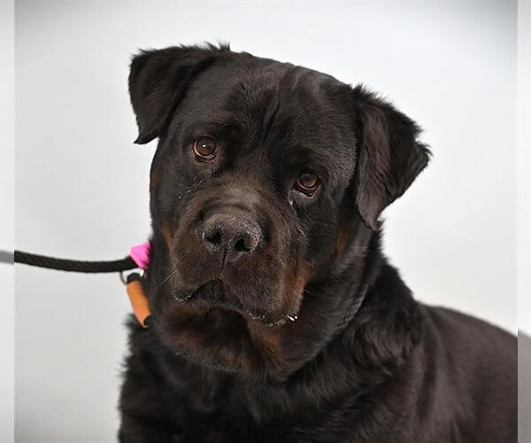 Medium Photo #1 Rottweiler Puppy For Sale in Fort Collins, CO, USA