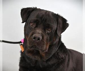 Rottweiler Dogs for adoption in Fort Collins, CO, USA