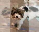 Small Photo #1 Yorkshire Terrier Puppy For Sale in CONKLIN, NY, USA