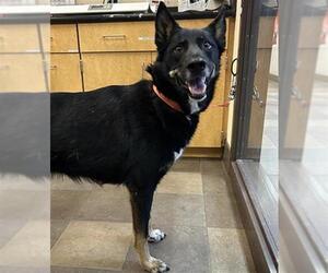 German Shepherd Dog-Unknown Mix Dogs for adoption in Santa Rosa, CA, USA