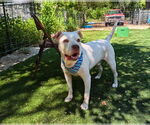 Small #9 American Bulldog Mix