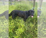 Small #6 Mutt