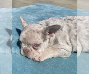 French Bulldog Puppy for sale in DALLAS, TX, USA