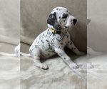 Small #3 Dalmatian