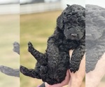 Small Photo #5 Goldendoodle Puppy For Sale in FREDERICA, DE, USA