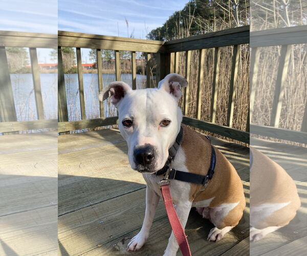 Medium Photo #3 American Pit Bull Terrier-Unknown Mix Puppy For Sale in Virginia Beach, VA, USA