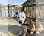 Small #2 American Pit Bull Terrier Mix