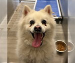Small American Eskimo Dog