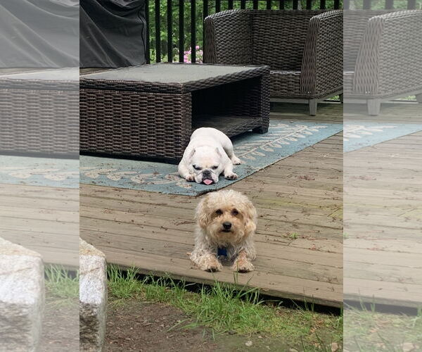 Medium Photo #7 Maltese-Poodle (Toy) Mix Puppy For Sale in East Derry, NH, USA