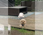 Small #6 Maltese-Poodle (Toy) Mix