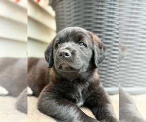 Labrador Retriever-Unknown Mix Dogs for adoption in Plainfield, IL, USA