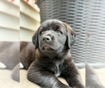 Small Labrador Retriever Mix