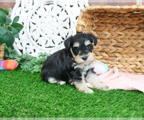 Medium Photo #13 Schnauzer (Miniature) Puppy For Sale in SYRACUSE, IN, USA