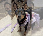 Small #4 German Pinscher Mix