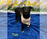 Small Labrador Retriever Mix