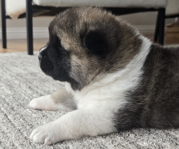 Medium Photo #17 Akita Puppy For Sale in STRAFFORD, MO, USA