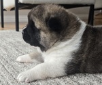 Puppy ECHO Akita