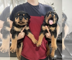 Rottweiler Puppy for sale in TAMPA, FL, USA