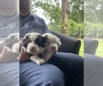 Small #2 Sheepadoodle