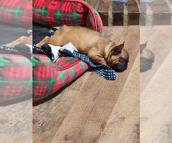 Medium Photo #5 French Bulldog Puppy For Sale in CONCORDIA, KS, USA