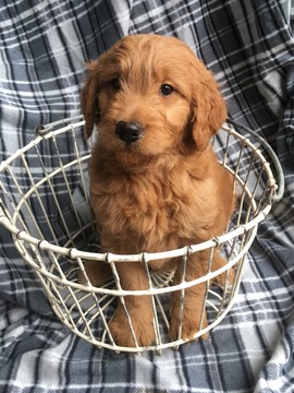 Medium Photo #1 Goldendoodle Puppy For Sale in ALEXANDER SPR, PA, USA