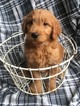 Small Photo #1 Goldendoodle Puppy For Sale in ALEXANDER SPR, PA, USA
