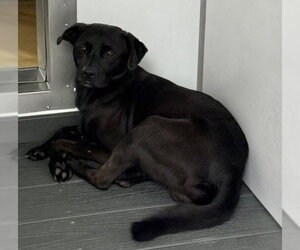 Pug-Unknown Mix Dogs for adoption in San Bernardino, CA, USA