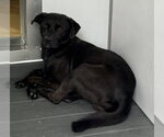 KNOX - Male Pug-Unknown Mix Dog for Adoption - Small photo