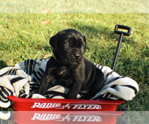 Cane Corso Puppy for sale in JEFFERSON CITY, MO, USA