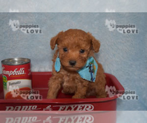 Poodle (Toy) Puppy for sale in SANGER, TX, USA