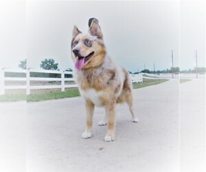Pomsky Puppy for sale in PLEASANTON, TX, USA