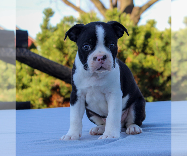 Medium Photo #2 Boston Terrier Puppy For Sale in GAP, PA, USA