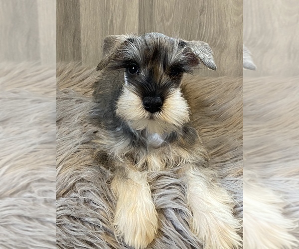 Medium Photo #4 Schnauzer (Miniature) Puppy For Sale in CANOGA, NY, USA