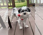 Sir - Male Schweenie Dog for Adoption - Small photo