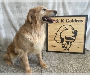Mother of the Golden Retriever puppies born on 04/08/2023