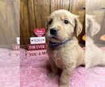 Small Photo #12 Golden Retriever Puppy For Sale in NEOLA, WV, USA