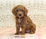 Small Photo #4 Cavapoo Puppy For Sale in DENVER, PA, USA