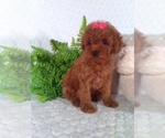 Small #5 Cavalier King Charles Spaniel-Poodle (Toy) Mix